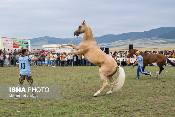 جشنواره ملی زیبایی اسب اصیل ترکمن