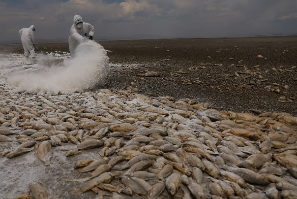 گرمای شدید هوا و خشکسالی موجب مرگ هزاران ماهی در تالابی در شمال مکزیک شده است