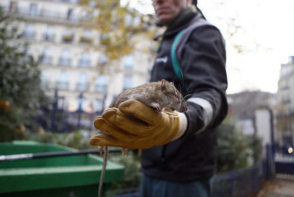 روزهای سخت برای موش‌های معروف پاریس