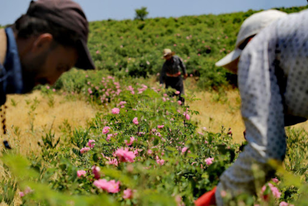 توسعه100 هکتاری کشت گیاهان دارویی در قزوین