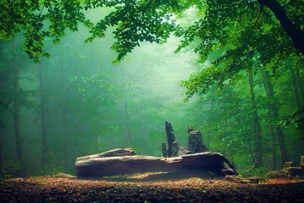 غابة أليمستان في مازندران.. قلب الطبيعة الايرانية البكر