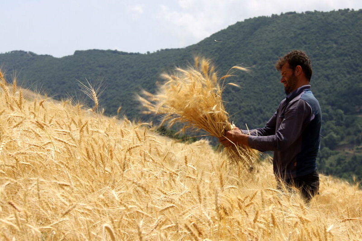 افت 11 درصدی تولید گندم در کشور