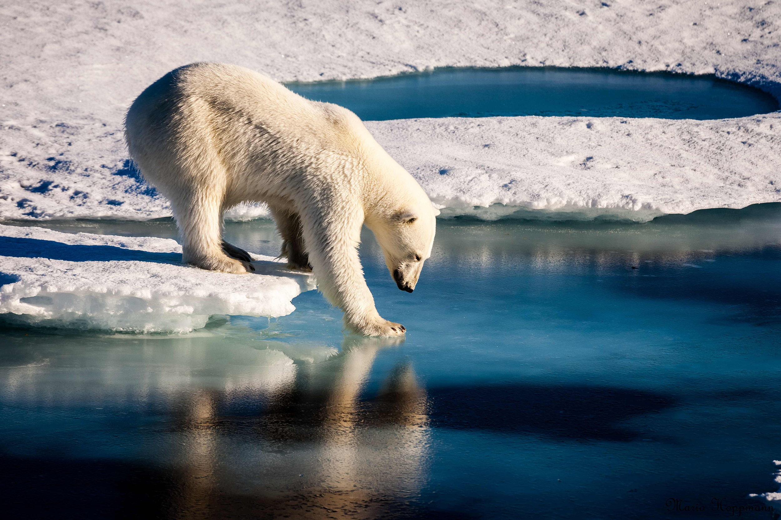 سازمان جهانی هواشناسی: قطب جنوب به بالاترین دمای تاریخ خود رسیده است