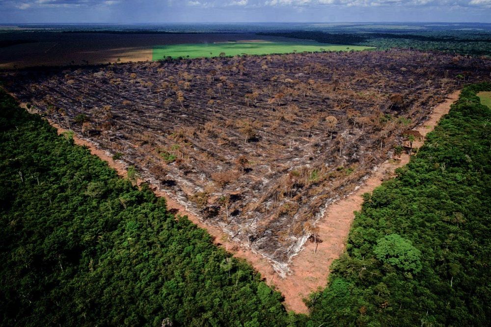 سرعت گرفتن نابودی جنگل آمازون