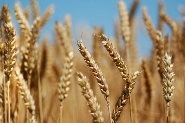 فائو: ایران سیزدهمین تولیدکننده بزرگ گندم جهان در سال 2022 شد