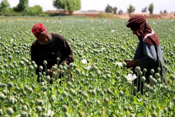 موسكو تتهم الغرب بعرقلة وقف إنتاج المخدرات في أفغانستان