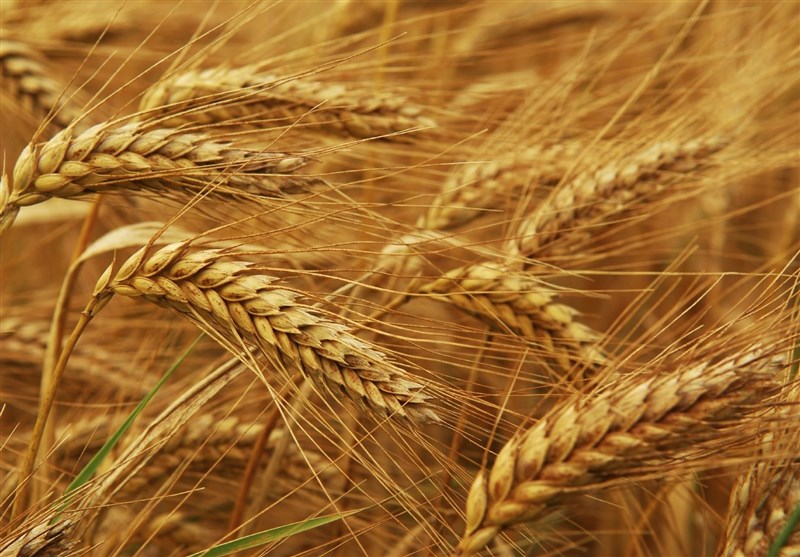 خودکفایی در تولید گندم امسال نیز تکرار می شود