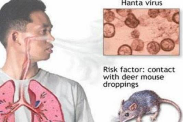 هانتا بعد كورونا.. فيروس جديد تنقله الجرذان يظهر في الصين (تفاصيل)