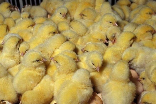 ممنوعیت مزارع مرغ مادری در معدوم سازی جوجه‌های یکروزه