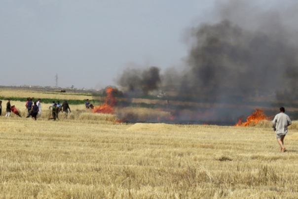 لماذا أمر ترامب بحرق مزارع القمح السورية وكيف سترد دمشق؟