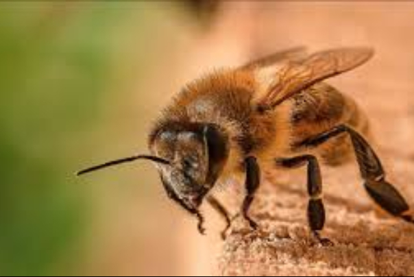 واکنش انستیتو پاستور به ادعای درمان کرونا با «نیش زنبور عسل»