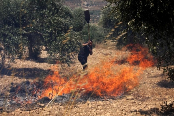 المستوطنون يحرقون 400 شجرة زيتون جنوب مدينة الخليل