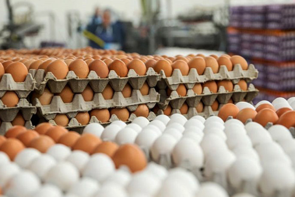 صادرات تخم مرغ متوقف شد/ دامپینگ ترکیه علیه بازارهای ایران