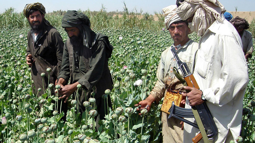 طالبان: مانع تولید مواد مخدر نمی‌شویم
