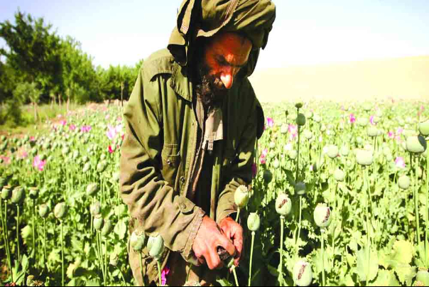 أفغانستان.. طالبان تحظر زراعة القنب والإتجار بالمخدرات