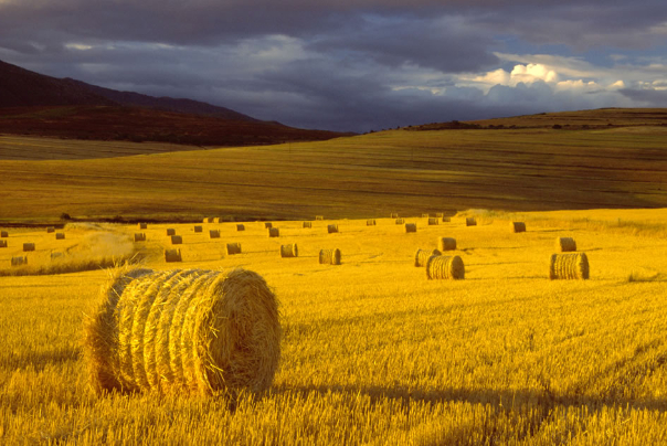 افزایش قیمت جهانی گندم به‌خاطر نگرانی‌های برداشت در آمریکا و موانع صادرات اوکراین