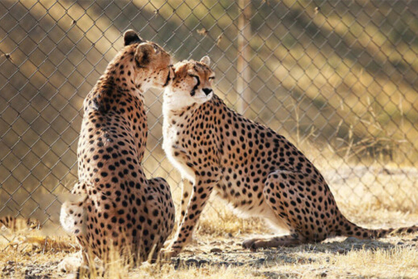 Самка гепарда родила три детеныша в Иране