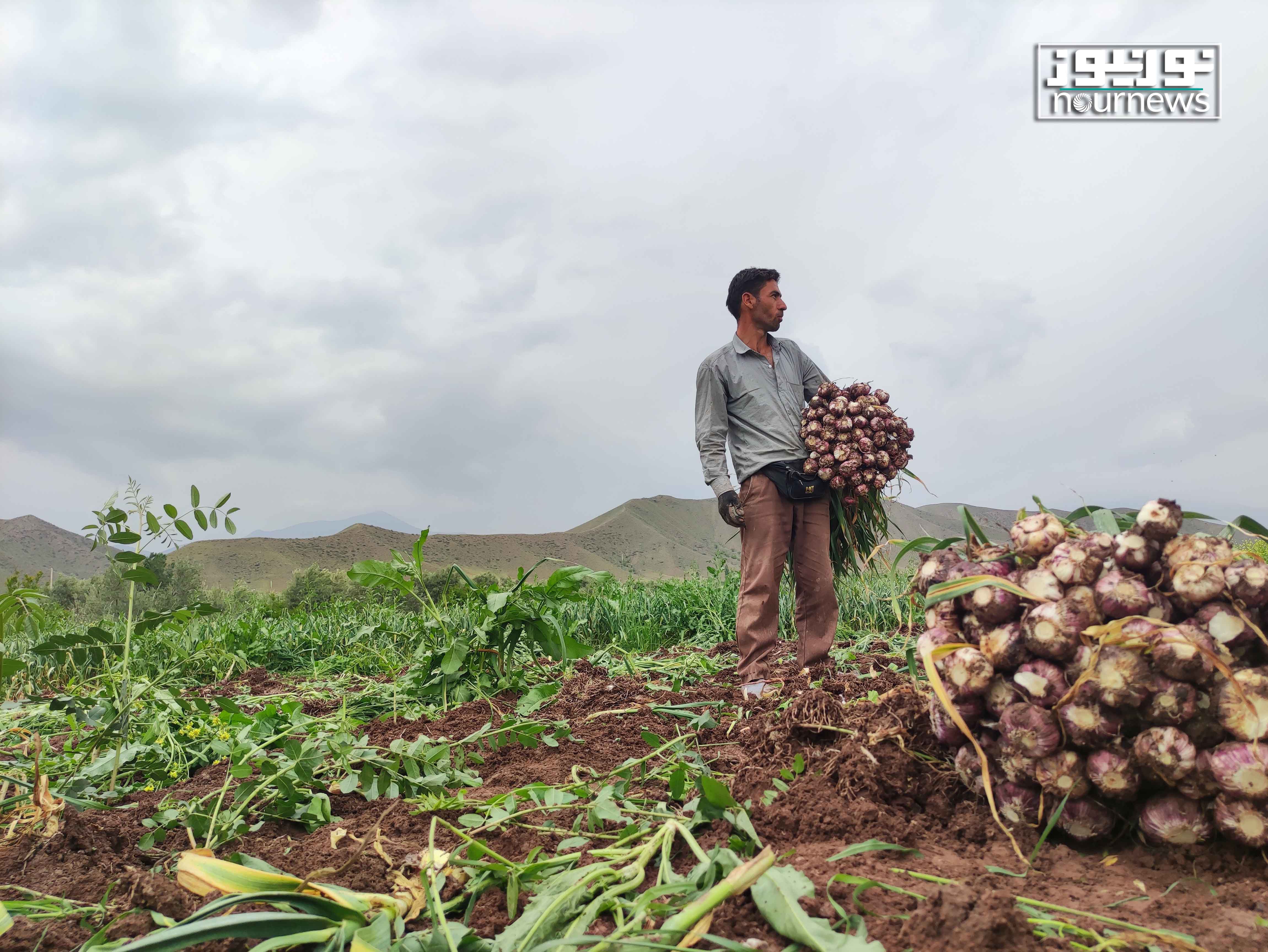 برداشت محصولات کشاورزی در شهرستان طارم