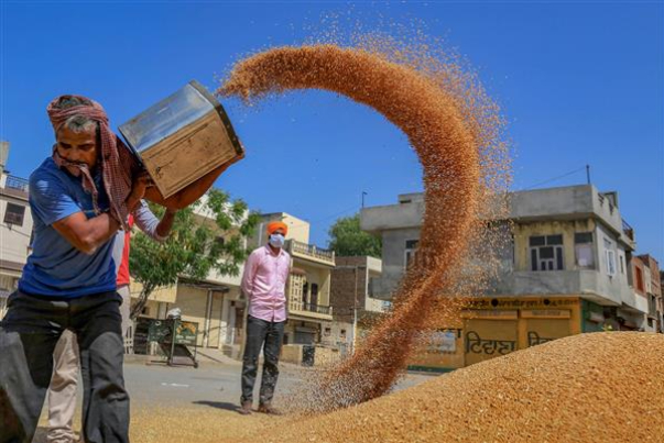 تشدید بحران جهانی غذا با افزایش قیمت گندم