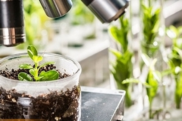 ايران تصدّر مواد مُستخلصة من الأعشاب إلى اليابان