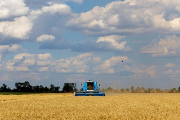 نمو إنتاج إيران من الحبوب خلال العام الجاري