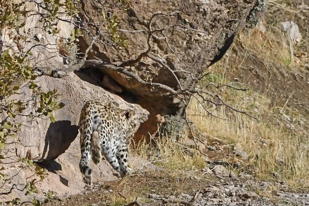 В заповедной зоне Павех впервые за 2 года обнаружили иранский леопард