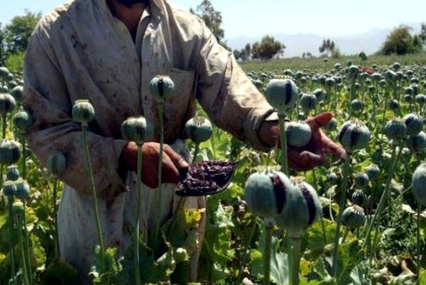 احتمال کشت خشخاش در افغانستان افزایش یافت