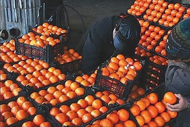 آغاز توزیع میوه تنظیم بازاری در 10 استان