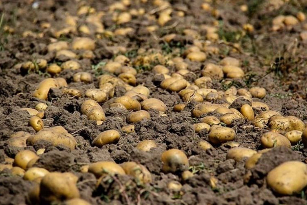 حل المشكلات الزراعية التقليدية بمساعدة الذكاء الاصطناعي