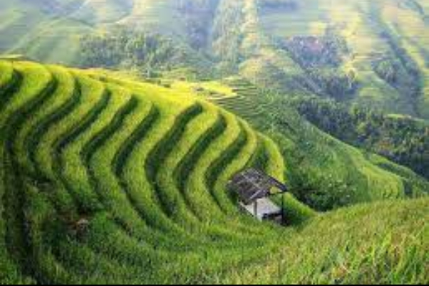 ویتنام 44 درصد صادرات برنج خود را تا سال 2030 کاهش می‌دهد