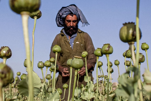 В Афганистане сократились посевы мака