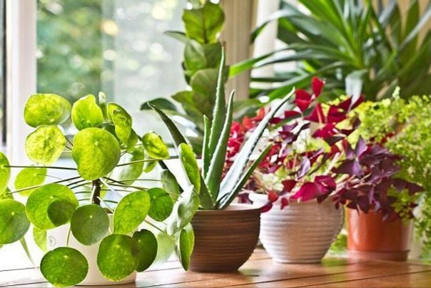 تكثيف تنمية نباتات الزينة عبر زراعة الأنسجة