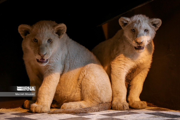 گزارش تصویری | انتقال شیرهای سفید به باغ وحش