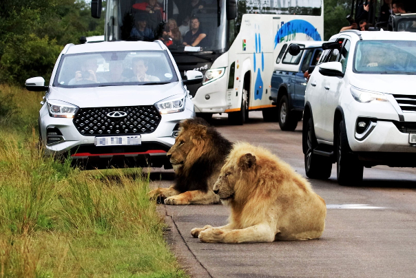 عکس‌های منتخب حیات وحش در هفته‌ای که گذشت | از نبرد مار و تمساح تا چرت‌زدن شیرها در جاده
