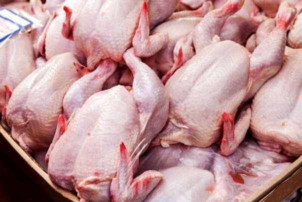 مرغ زنده چقدر ارزان شد؟
