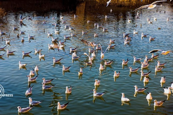 Миграция перелетных птиц и красивый внешний вид туристического города Шираз