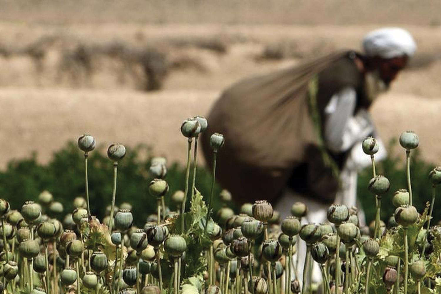 چالشهای پیش روی طالبان در مبارزه با مواد مخدر