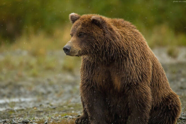 مشاهده خرس قهوه‌ای در اشترانکوه