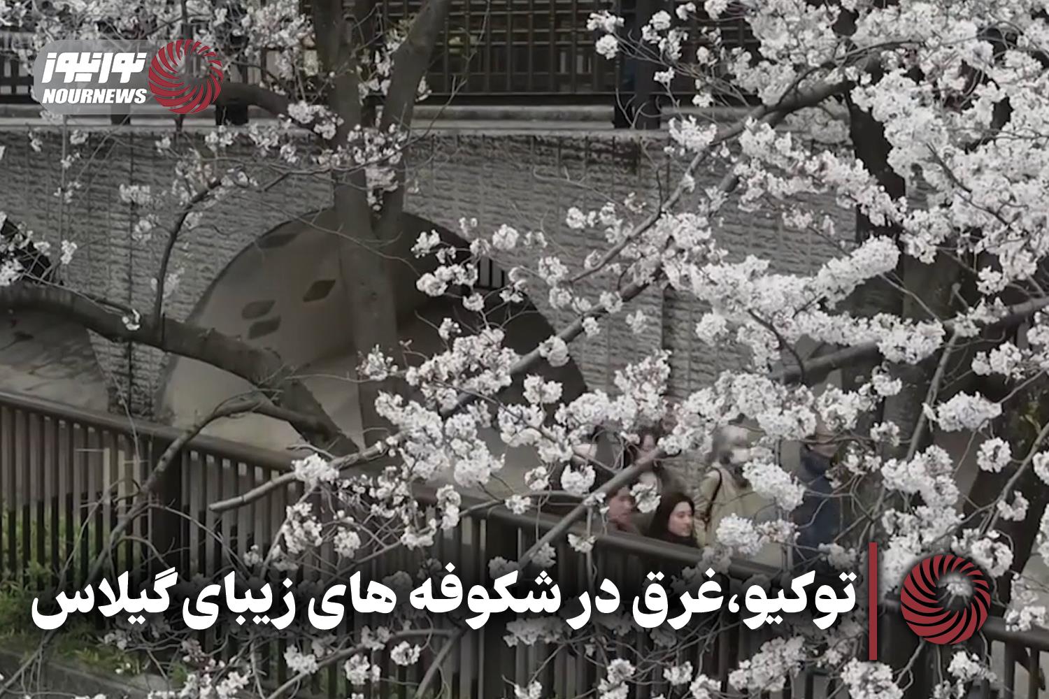 توکیو،غرق در شکوفه های زیبای گیلاس + فیلم