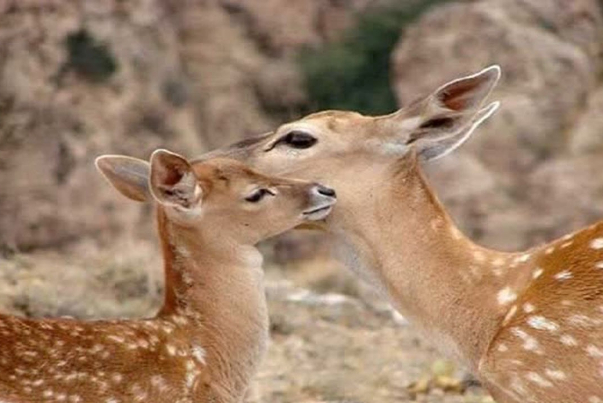 Endangered, rare Iranian Yellow deer born in Lorestan