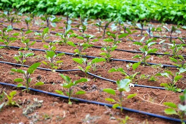 رفع حجم الإنتاج الزراعي من خلال نظام إدارة الري الذكي