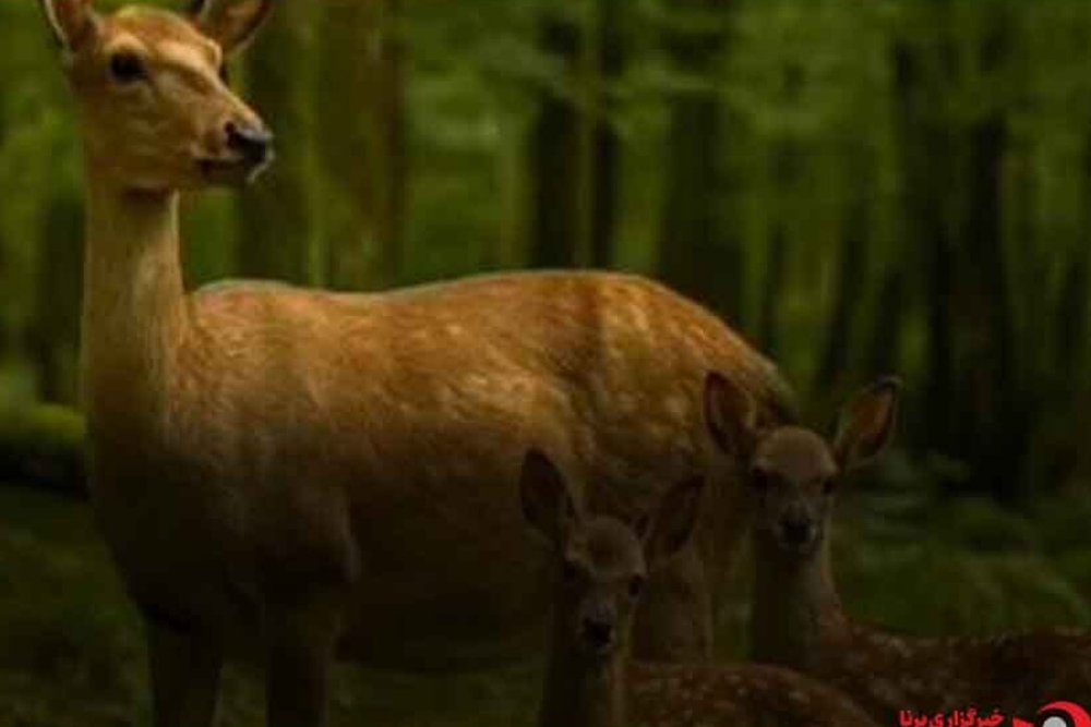 التقاط لحظات فريدة للغزلان في قلب غابات لانغرود شمال ايران