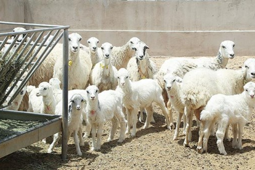 مزارع الثروة الحيوانية الإيرانية تتجاوز المعايير العالمية