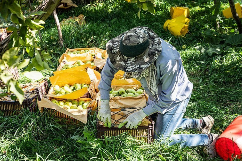 آذربايجان الغربية تتصدر إنتاج التفاح في إيران وأرومية تستحوذ على ثلث المحصول