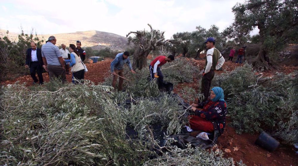 מתנחלים ישראלים עקרו מאות עצי זית פלסטינים