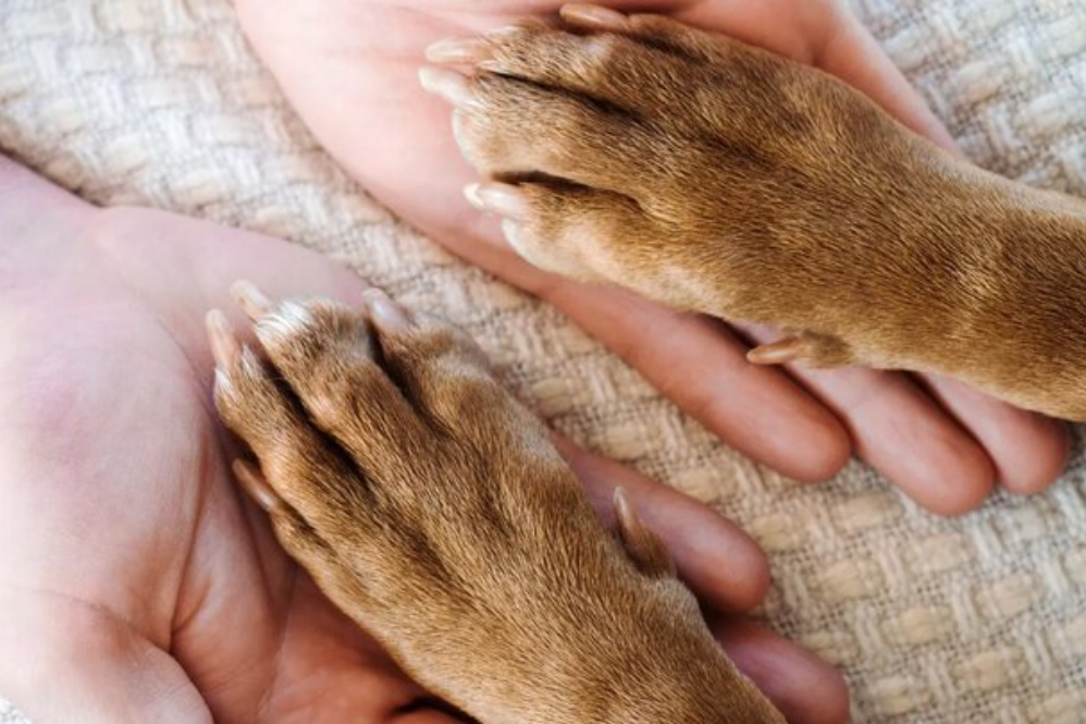 دوستی+با+حیوانات