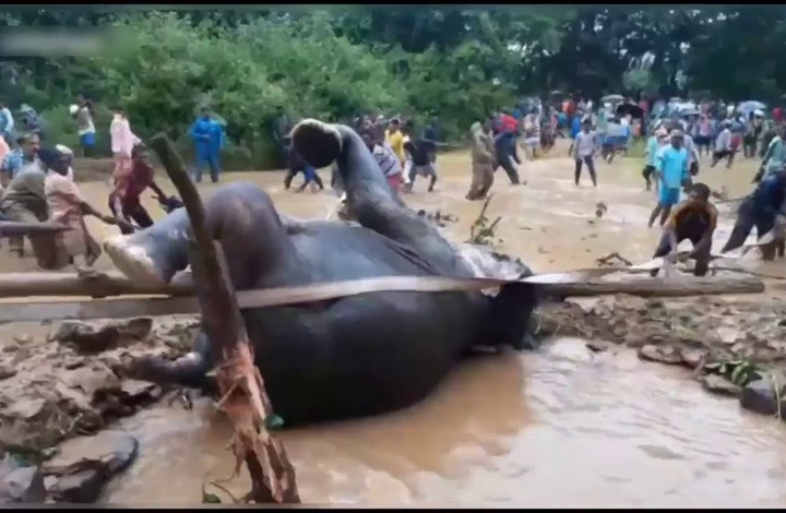 بالفيديو.. شاهد كيف أنقذ سكان قرية هندية فيل من الغرق