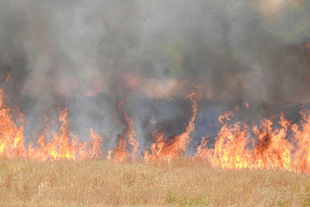 ISIS fires agricultural products in Iraq