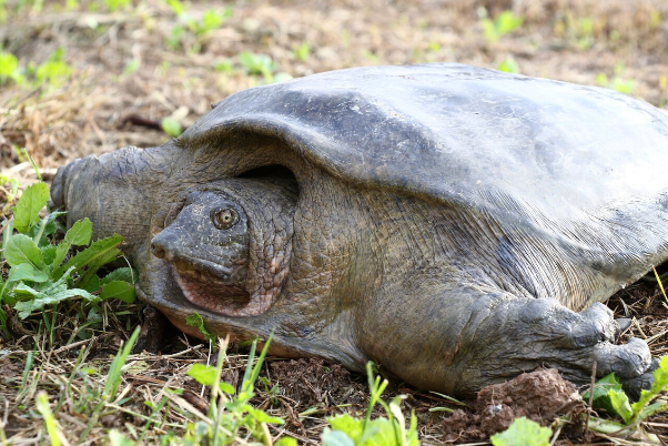 Iran’s DOE teams up with other organizations to preserve rare turtle