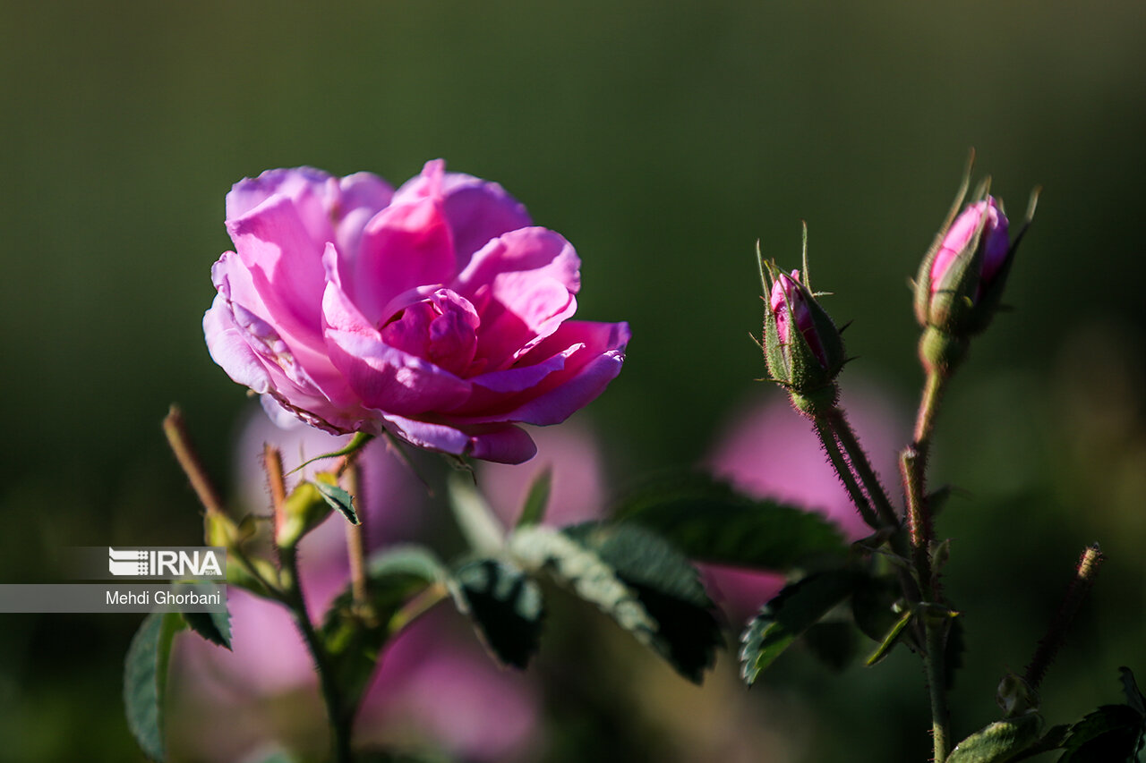 Iran, world's largest producer of Iranian rose, rosewater: Official